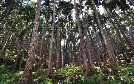 Tosayamada Forest