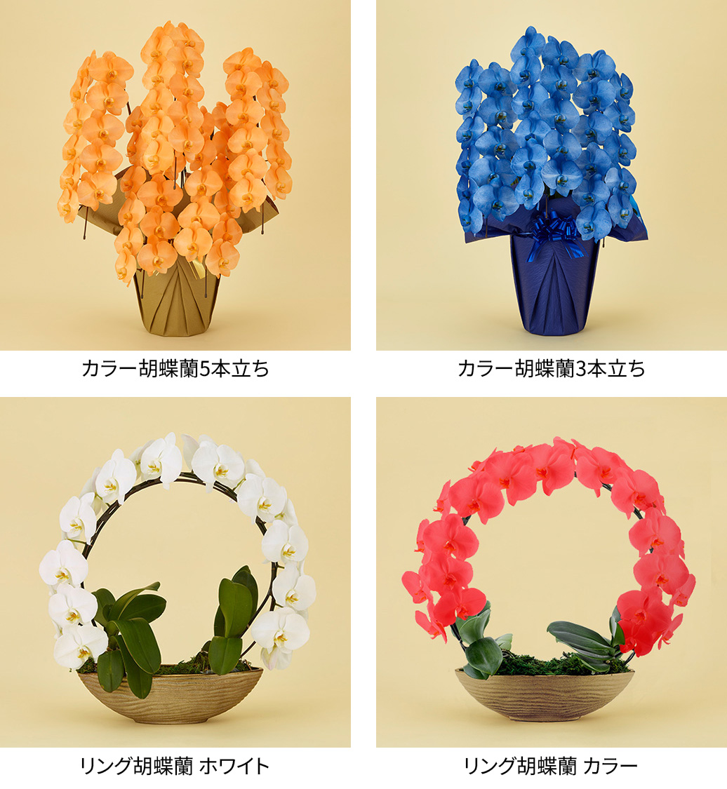 カラー胡蝶蘭5本立ち、3本立ち__リング胡蝶蘭ホワイト、カラー