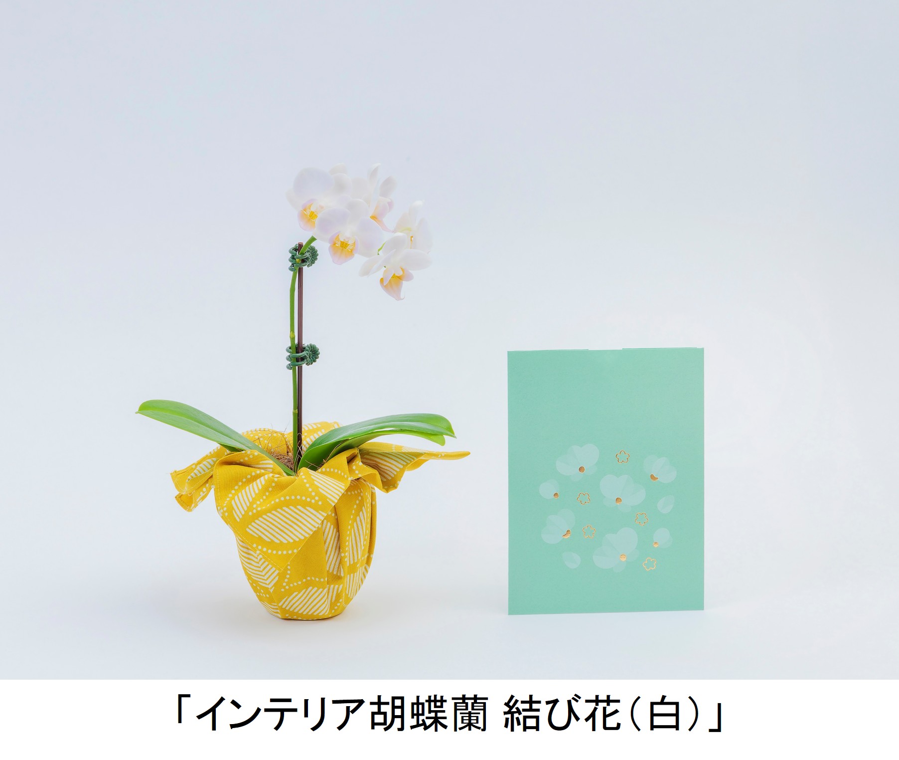「インテリア胡蝶蘭 結び花（白）」