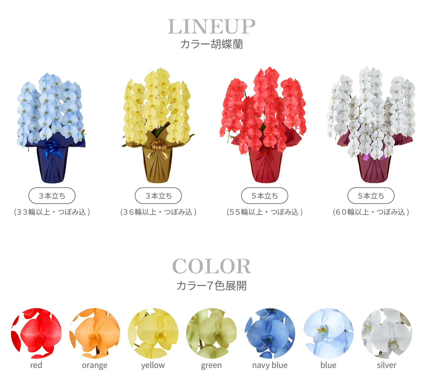 カラー胡蝶蘭_LINEUP.