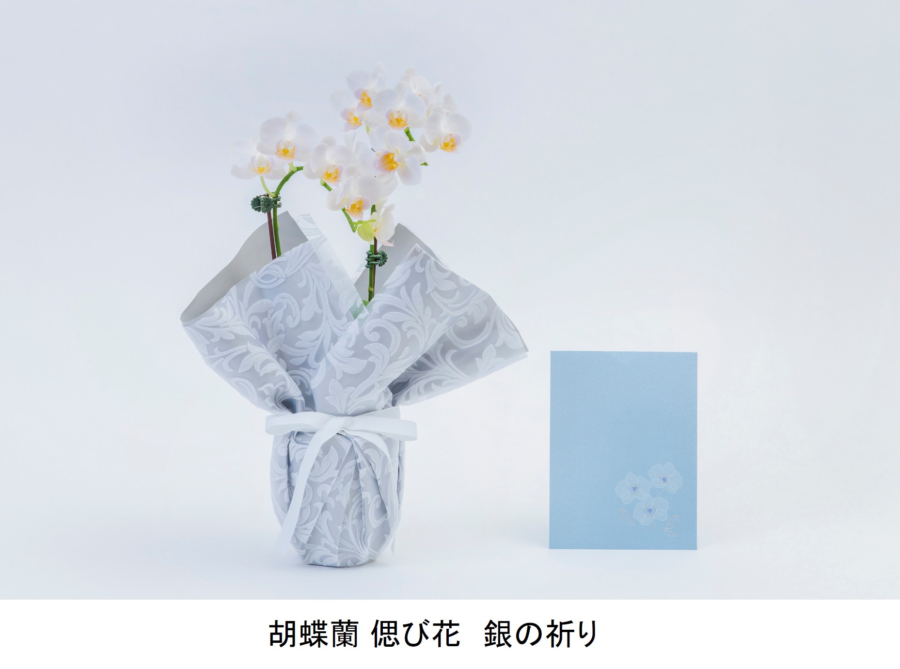 胡蝶蘭 偲び花　銀の祈り①