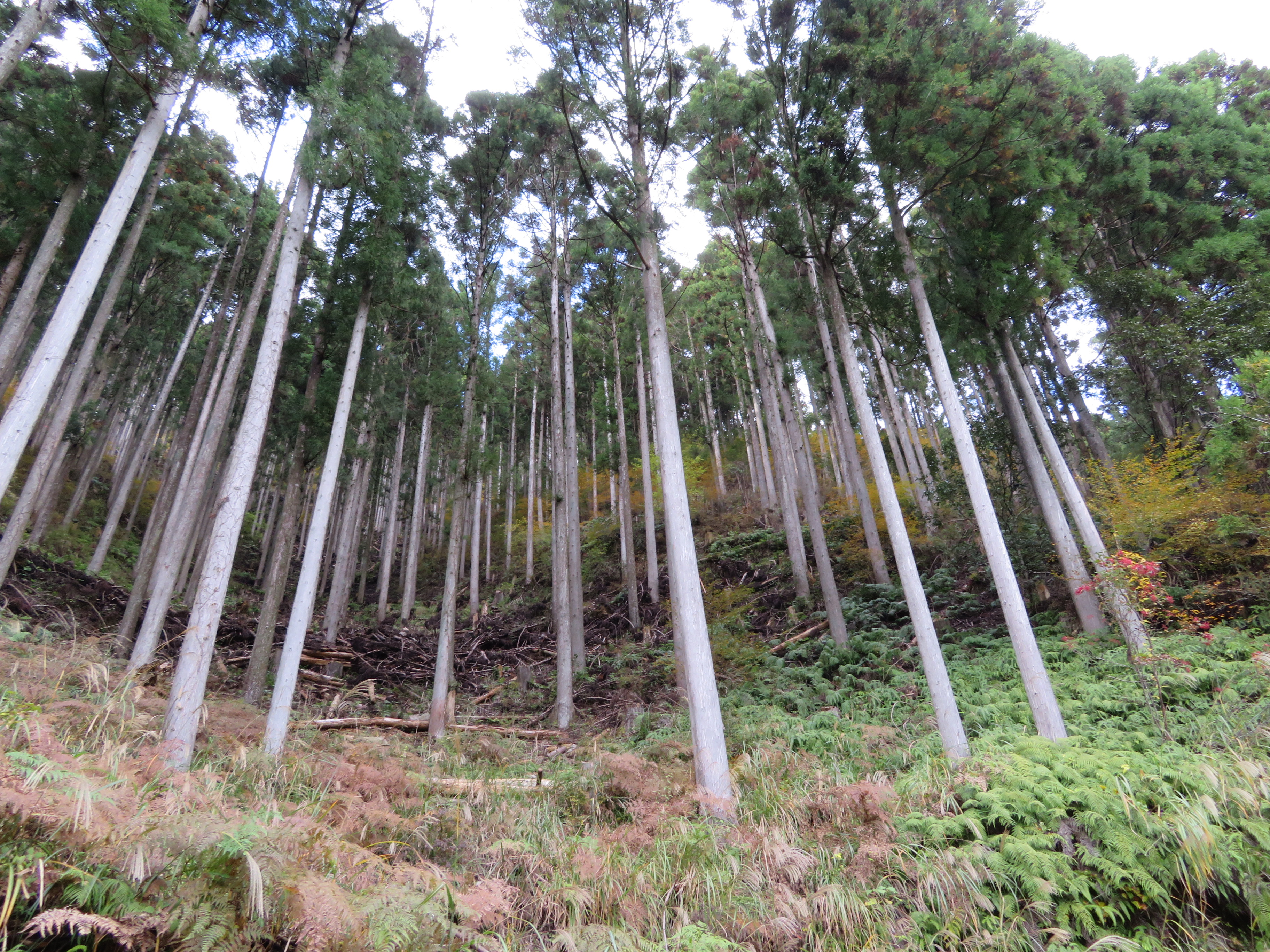 徳島県にある「さがわの森」