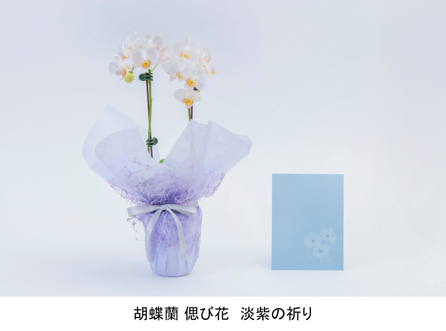 胡蝶蘭 偲び花　淡紫の祈り①