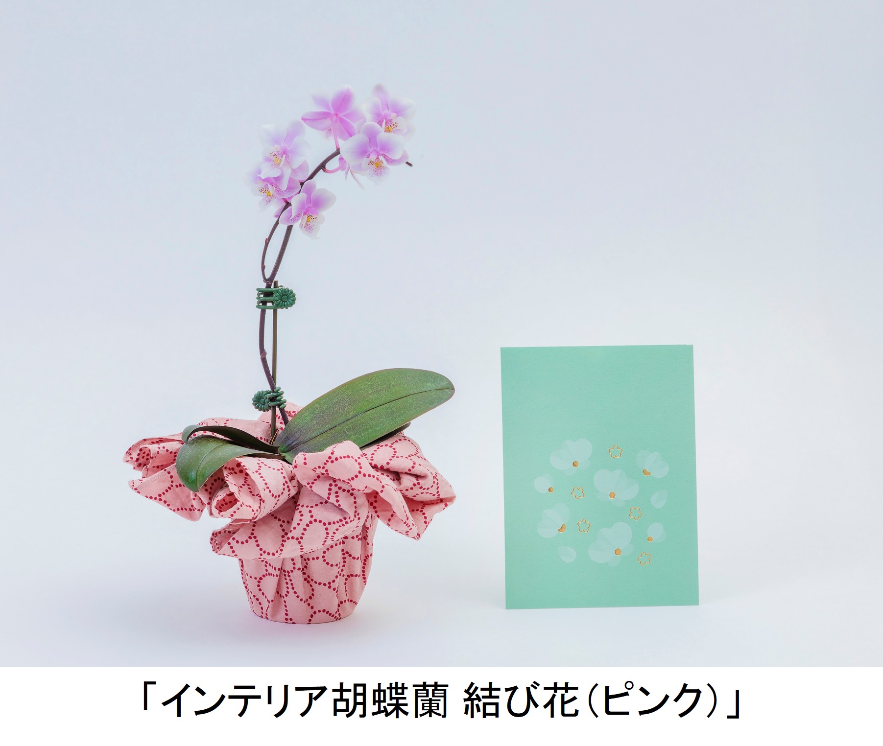 「インテリア胡蝶蘭 結び花（ピンク）」