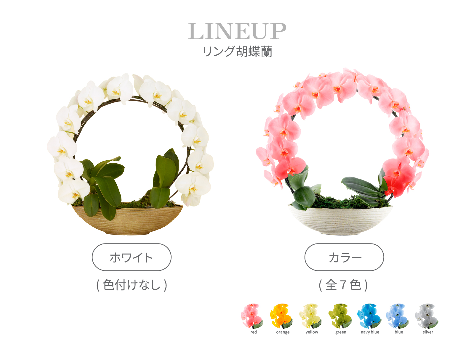 リング胡蝶蘭_LINEUP